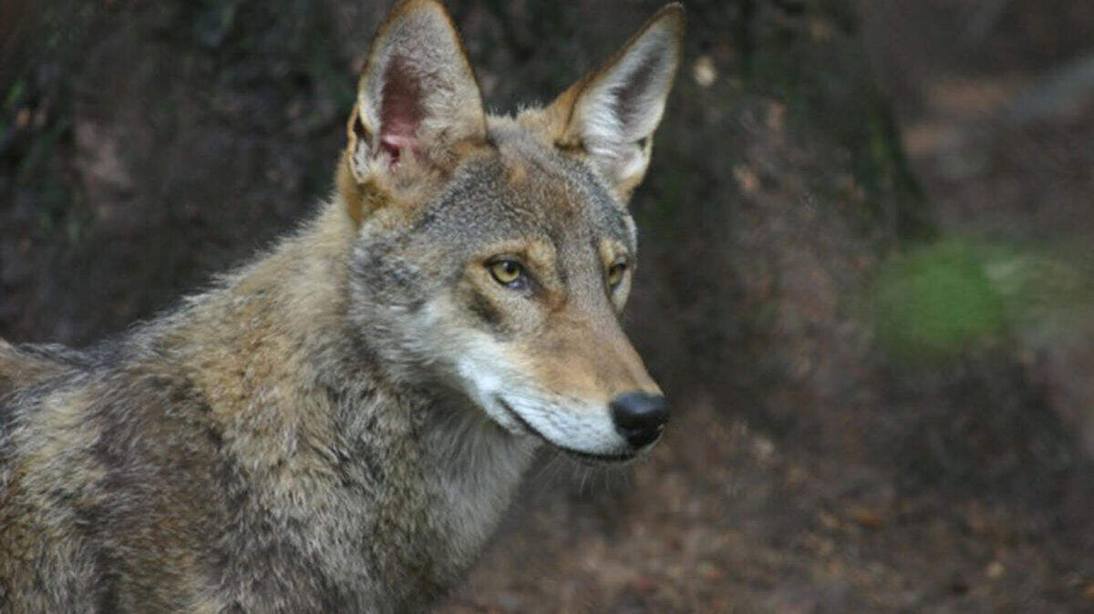 San Francisco Animal Care & Control said it’s looking for a woman pictured feeding coyotes in Bernal Hill.